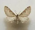 Eupithecia sierrae - Hodges#7497 - photo 4