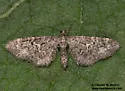 Eupithecia sinuata - Hodges#7589 - Eupithecia sinuata