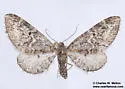 Eupithecia sinuata - Hodges#7589 - photo 2