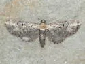 Eupithecia sonora - Hodges#7568.1 - photo 2
