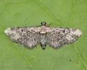 Eupithecia sonora - Hodges#7568.1 - photo 4