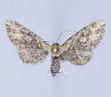 Eupithecia sonora - Hodges#7568.1 - photo 5
