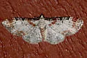 Eupithecia spermaphaga - Hodges#7578 - photo 3