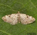 Eupithecia sperryi - Hodges#7569 - photo 3