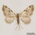 Eupithecia sperryi - Hodges#7569 - photo 4