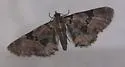 Eupithecia stellata - Hodges#7564 - photo 2