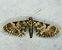 Eupithecia stellata - Hodges#7564 - photo 3