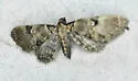 Eupithecia stellata - Hodges#7564 - photo 4