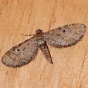 Eupithecia strattonata - Hodges#7523 - photo 2
