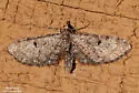 Eupithecia strattonata - Hodges#7523 - photo 3