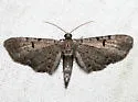 Eupithecia strattonata - Hodges#7523 - photo 4