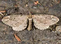 Eupithecia subapicata - Hodges#7587 - Eupithecia subapicata