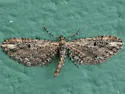 Eupithecia subapicata - Hodges#7587 - photo 2