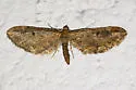 Eupithecia subapicata - Hodges#7587 - photo 3
