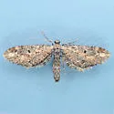 Eupithecia subapicata - Hodges#7587 - photo 4