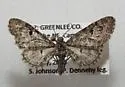Eupithecia subcolorata - Hodges#7553 - Eupithecia subcolorata