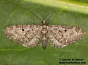 Eupithecia subcolorata - Hodges#7553 - photo 4