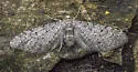 Swett's Eupithecia - Hodges#7530 - photo 2