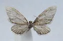Swett's Eupithecia - Hodges#7530 - photo 4