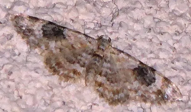 Eupithecia tenuata - Hodges#7559 - photo 2