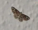 Eupithecia tricolorata - Hodges#7596 - Eupithecia tricolorata
