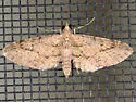 Eupithecia unicolor - Hodges#7472 - Eupithecia unicolor