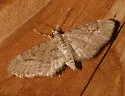 Eupithecia unicolor - Hodges#7472 - photo 2