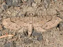 Eupithecia unicolor - Hodges#7472 - photo 3