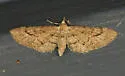 Eupithecia unicolor - Hodges#7472 - photo 4