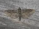 Eupithecia unicolor - Hodges#7472 - photo 5