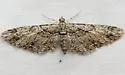 Eupithecia vitreotata - Hodges#7556 - Eupithecia vitreotata