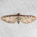Eupithecia zelmira - Hodges#7555 - photo 2