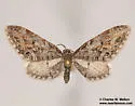 Eupithecia zelmira - Hodges#7555 - photo 4