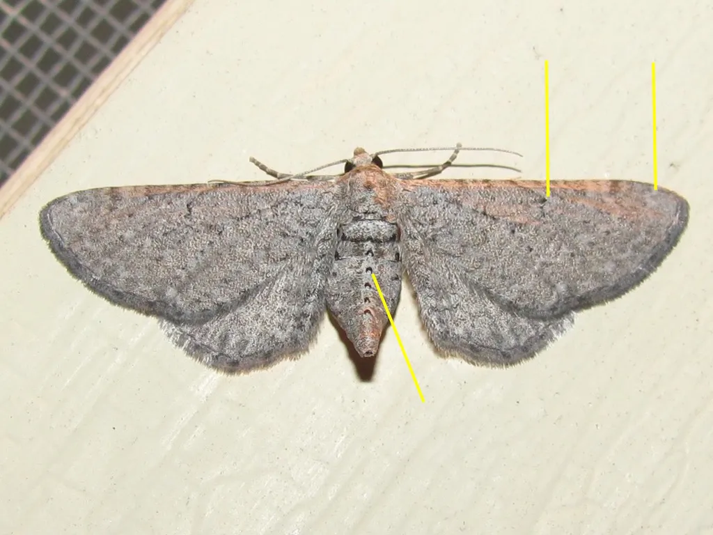 Eupithecia zygadeniata - Hodges#7532 - photo 2
