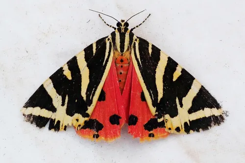 Jersey Tiger - Euplagia quadripunctaria