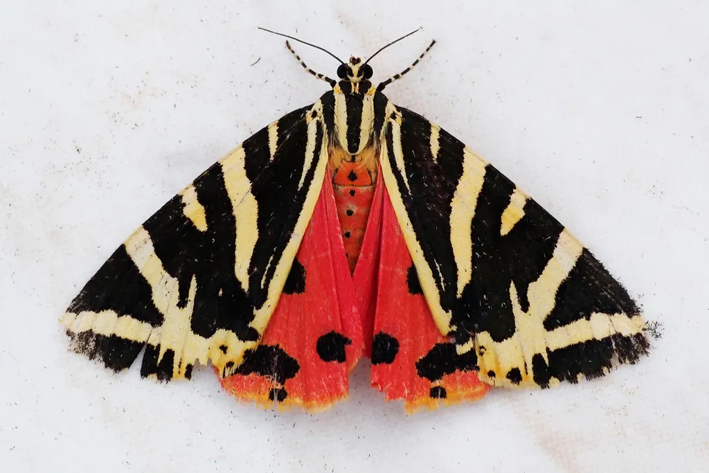 Jersey Tiger - photo 2