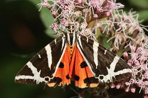 Jersey Tiger - photo 4