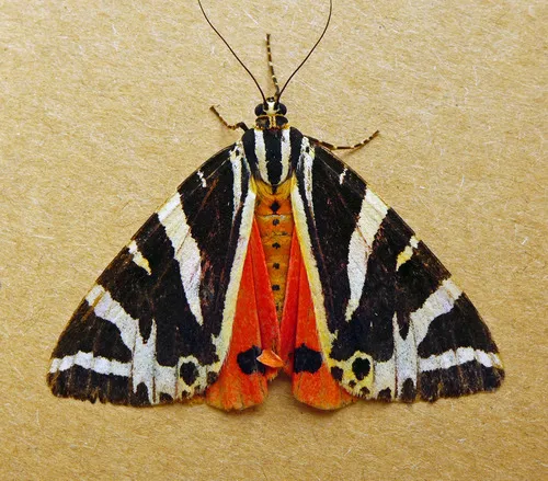 Jersey Tiger - photo 6