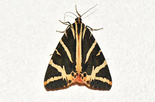 Jersey Tiger - photo 7