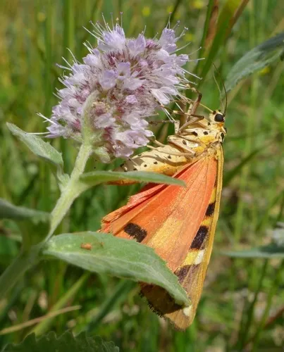 Jersey Tiger - photo 8