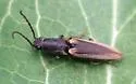 Euplastius athoides