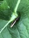 Euplastius athoides - photo 2