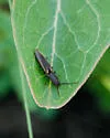 Euplastius athoides - photo 3