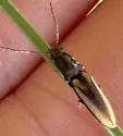 Euplastius athoides - photo 4