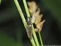 Euplastius bivittatus