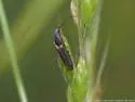 Euplastius bivittatus - photo 2