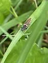 Euplastius melsheimeri