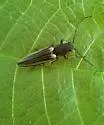 Euplastius melsheimeri - photo 2