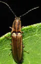 Euplastius melsheimeri - photo 3