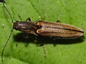Euplastius melsheimeri - photo 4